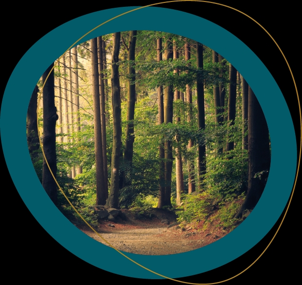 chemin en forêt