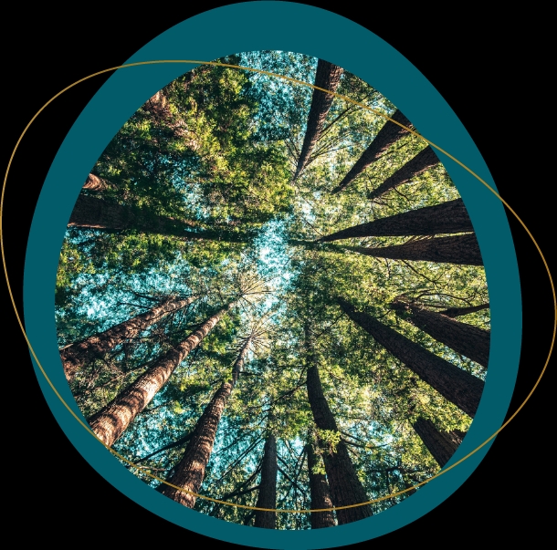 ciel dans la foret